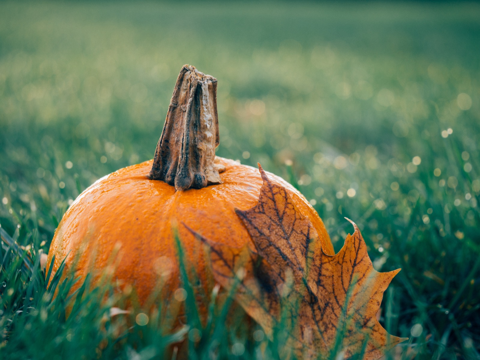 Pumpkin
