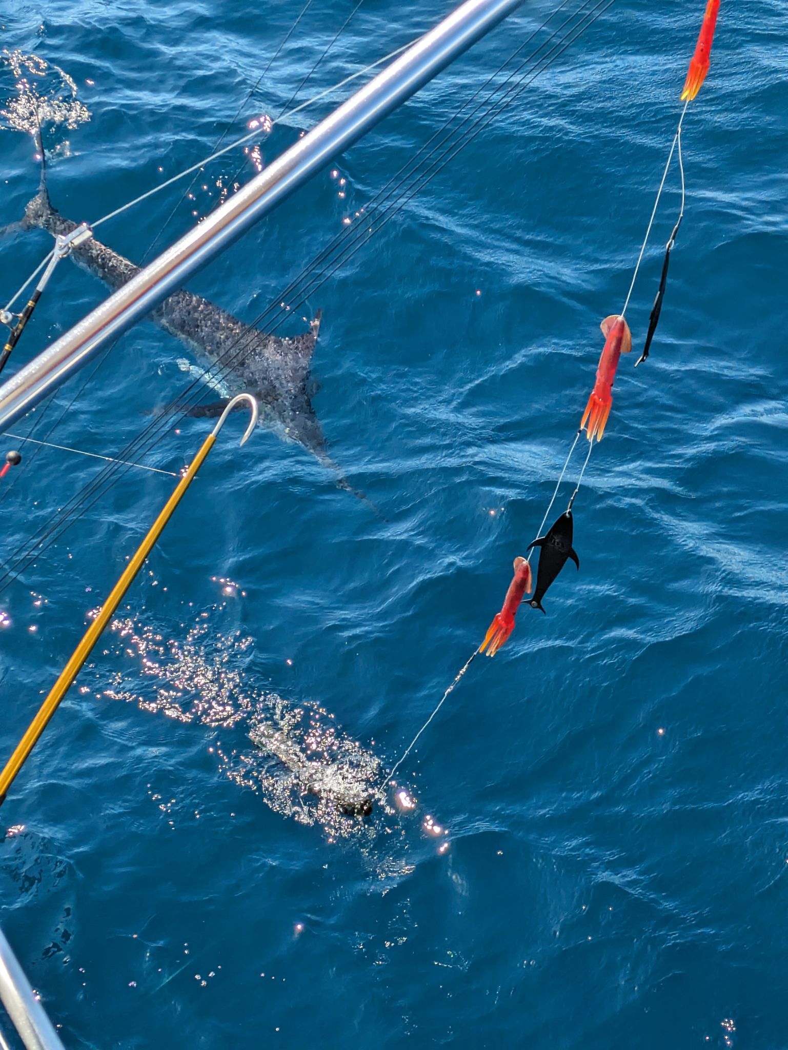 PXL 20240202 190908546