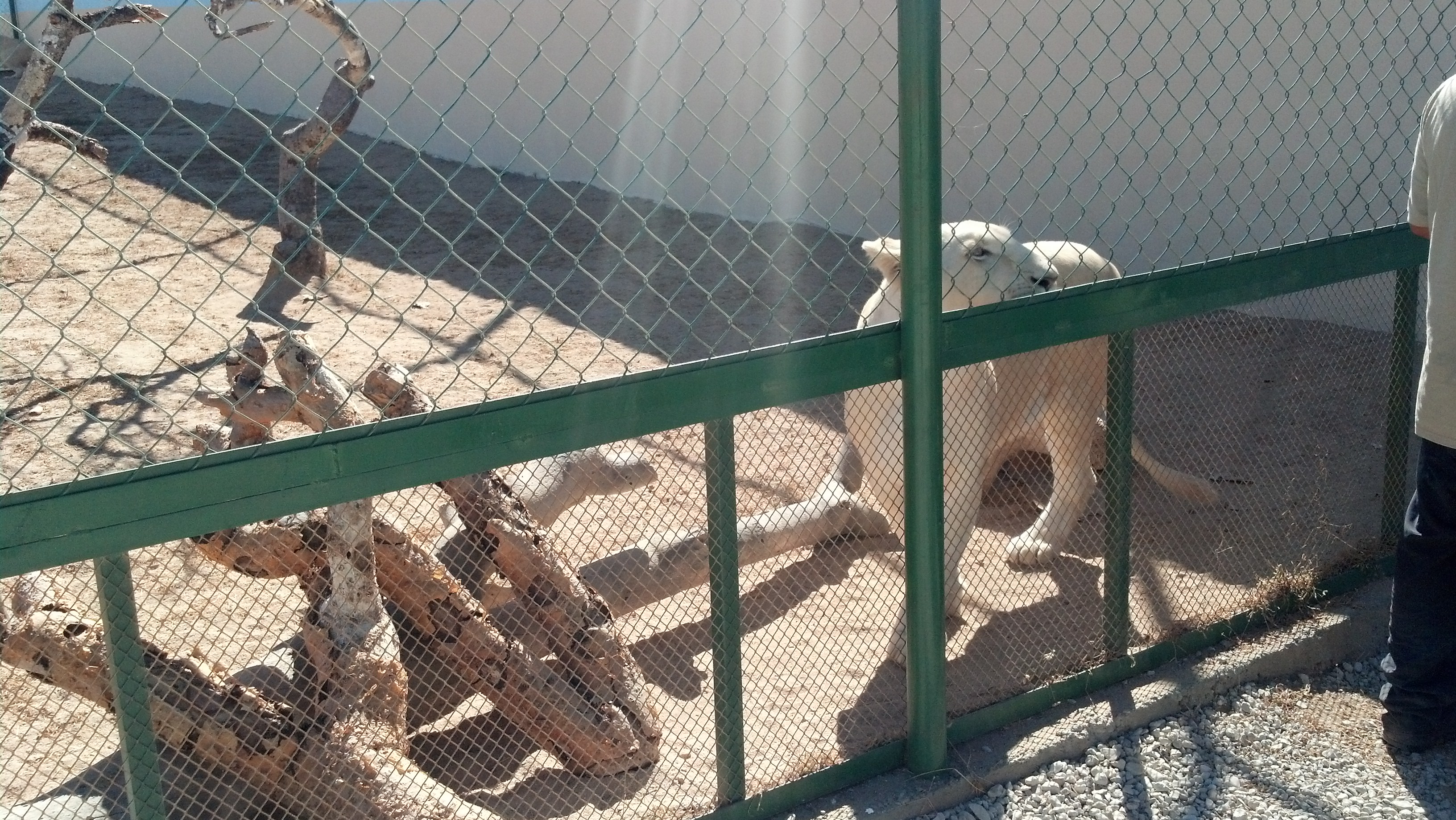 IMG 20140114 115229 548